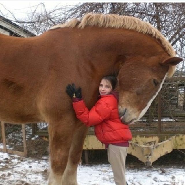 huge horses