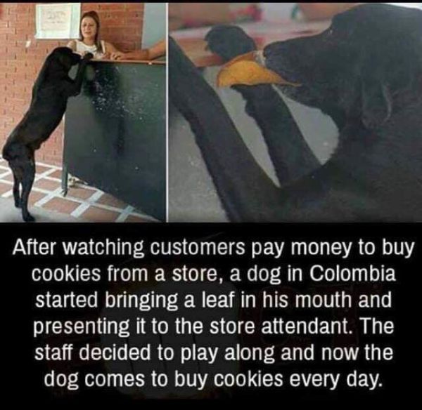 dog leaf cookies - After watching customers pay money to buy cookies from a store, a dog in Colombia started bringing a leaf in his mouth and presenting it to the store attendant. The staff decided to play along and now the dog comes to buy cookies every 