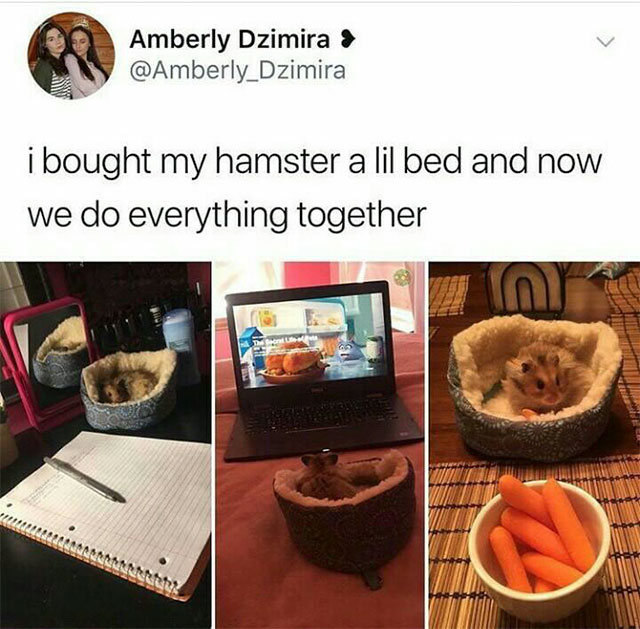 bought my hamster a bed - Amberly Dzimira > i bought my hamster a lil bed and now we do everything together