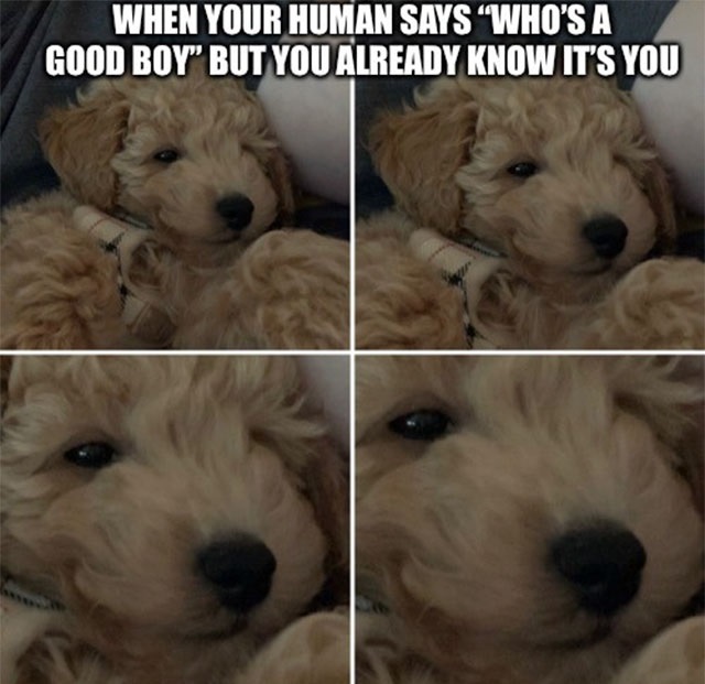 goldendoodle - When Your Human Says Who'S A Good Boy" But You Already Know It'S You