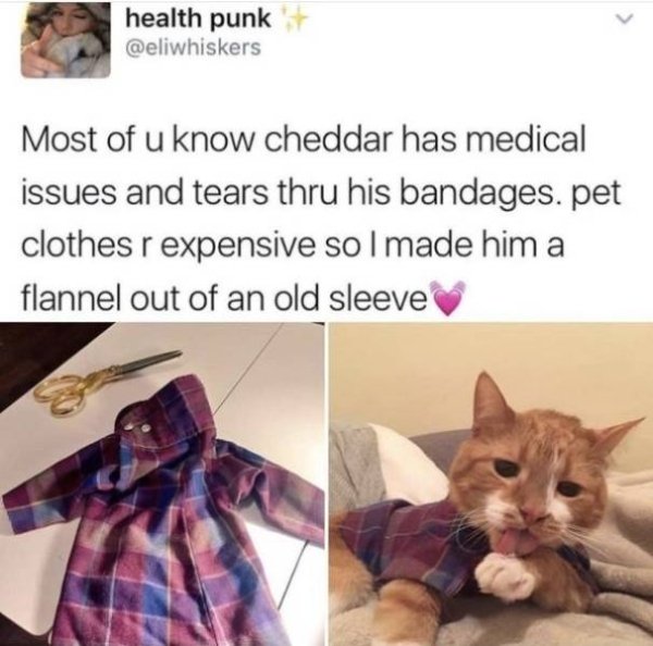 cheddar the cat - health punk Most of u know cheddar has medical issues and tears thru his bandages. pet clothes r expensive so I made him a flannel out of an old sleeve