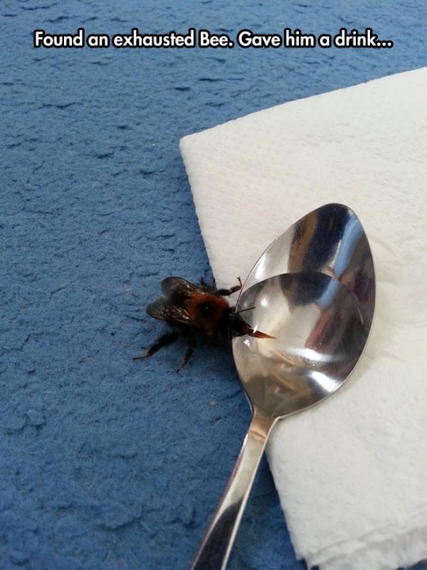 water - Found an exhausted Bee. Gave him a drink...