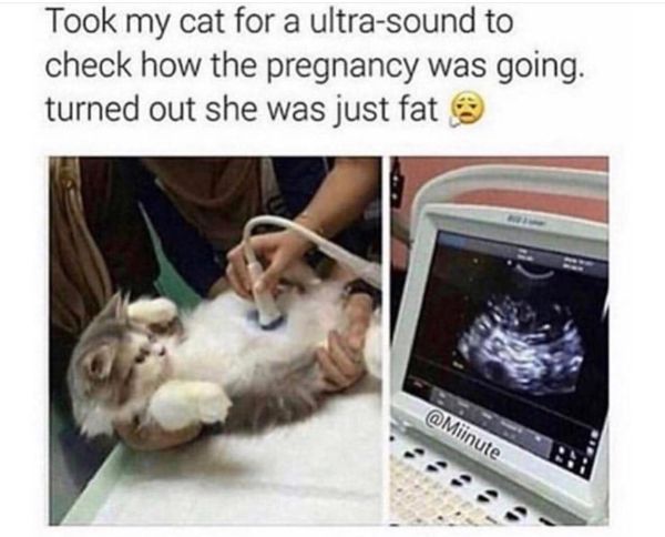 fat pregnant cat - Took my cat for a ultrasound to check how the pregnancy was going. turned out she was just fat