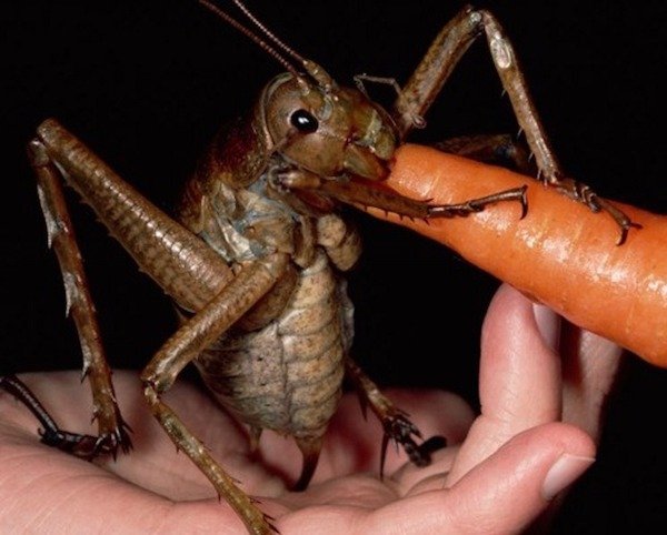 cursed images - cute cricket