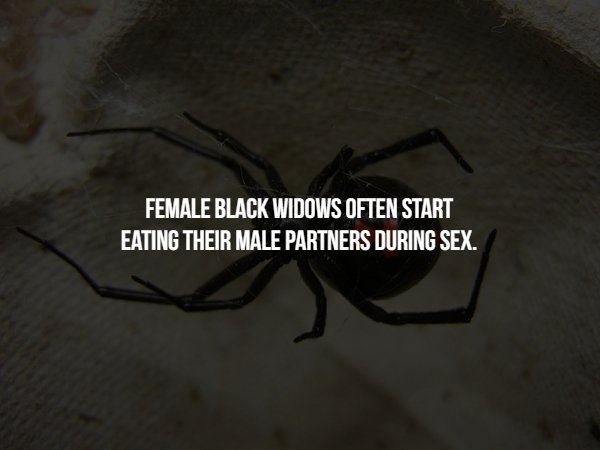 spider - Female Black Widows Often Start Eating Their Male Partners During Sex.