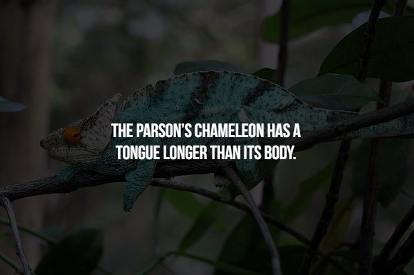 chameleon - The Parson'S Chameleon Has A Tongue Longer Than Its Body.