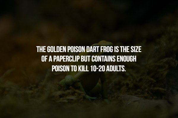 darkness - The Golden Poison Dart Frog Is The Size, Of A Paperclip But Contains Enough Poison To Kill 1020 Adults.
