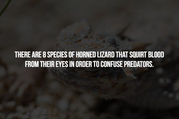 soil - There Are 8 Species Of Horned Lizard That Squirt Blood From Their Eyes In Order To Confuse Predators.