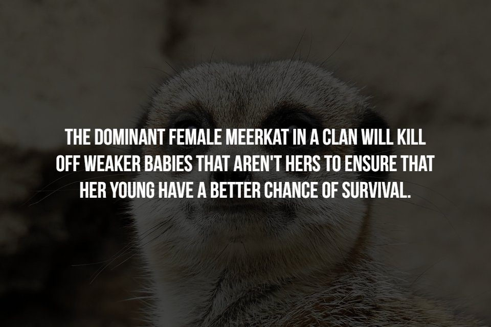 snout - The Dominant Female Meerkat In A Clan Will Kill Off Weaker Babies That Aren'T Hers To Ensure That Her Young Have A Better Chance Of Survival.