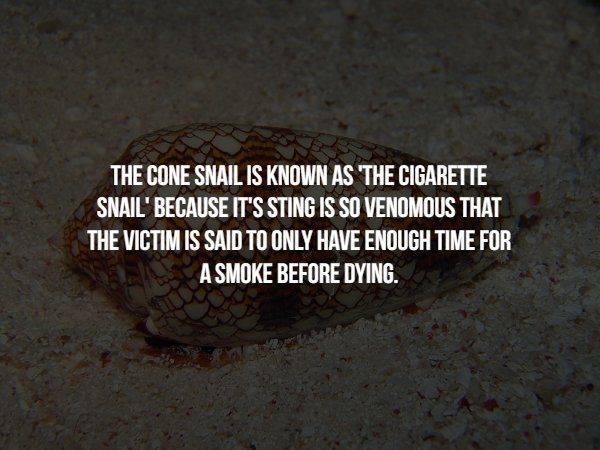 soil - The Cone Snail Is Known As The Cigarette Snail' Because It'S Sting Is So Venomous That The Victim Is Said To Only Have Enough Time For A Smoke Before Dying.