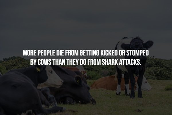 dairy - More People Die From Getting Kicked Or Stomped By Cows Than They Do From Shark Attacks.