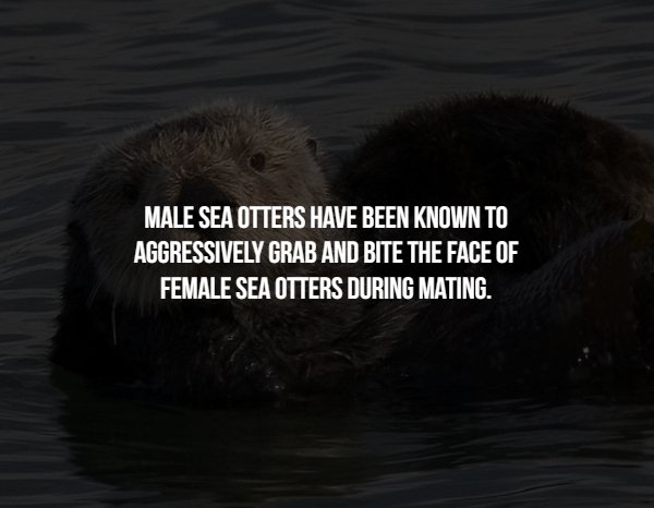 otter - Male Sea Otters Have Been Known To Aggressively Grab And Bite The Face Of Female Sea Otters During Mating.
