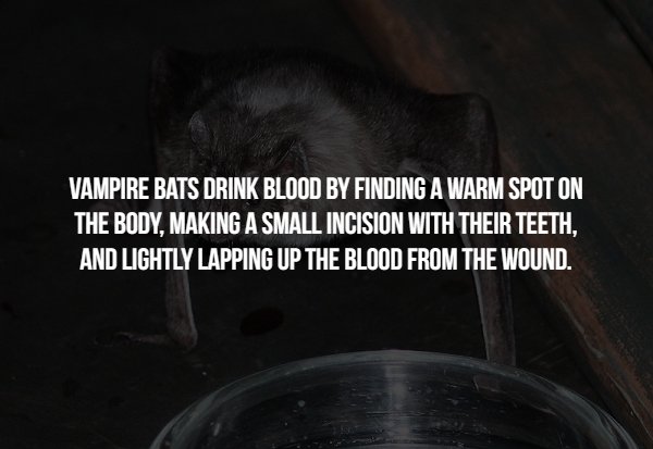 photo caption - Vampire Bats Drink Blood By Finding A Warm Spot On The Body, Making A Small Incision With Their Teeth, And Lightly Lapping Up The Blood From The Wound.
