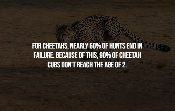 leopard - For Cheetahs, Nearly 60% Of Hunts End In Failure. Because Of This, 90% Of Cheetah Cubs Don'T Reach The Age Of 2.