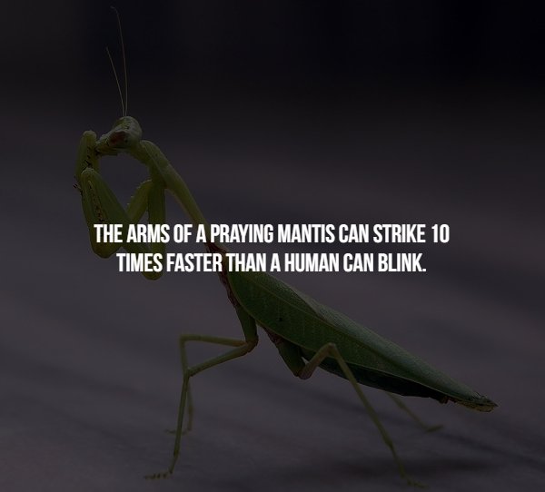mantis - The Arms Of A Praying Mantis Can Strike 10 Times Faster Than A Human Can Blink.