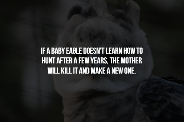 photo caption - 'If A Baby Eagle Doesn'T Learn How To Hunt After A Few Years, The Mother Will Kill It And Make A New One.