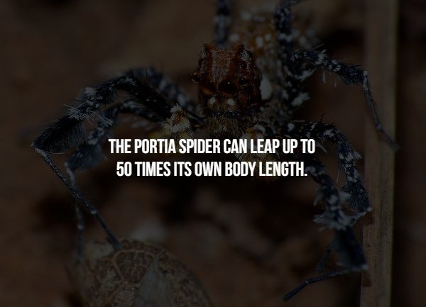 membrane winged insect - The Portia Spider Can Leap Up To 50 Times Its Own Body Length.