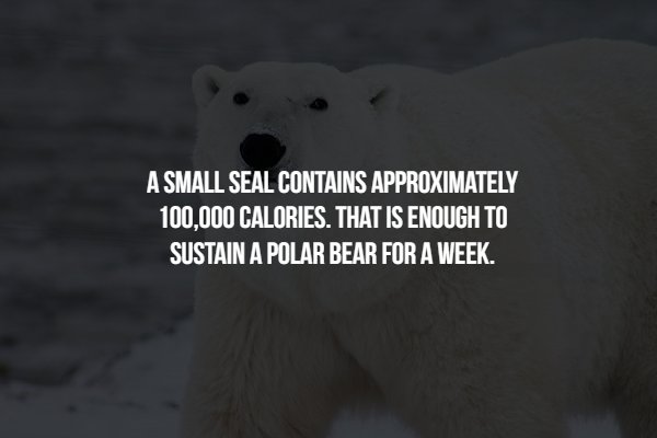 polar bear - A Small Seal Contains Approximately 100,000 Calories. That Is Enough To Sustain A Polar Bear For A Week.