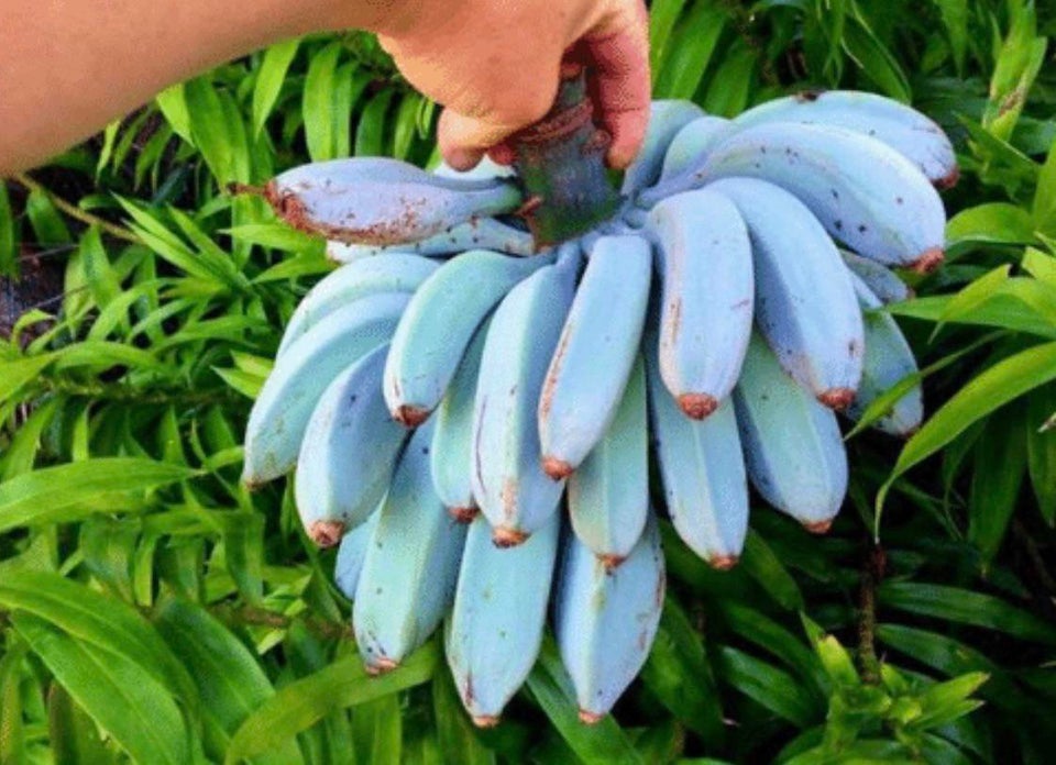 Blue Java Bananas