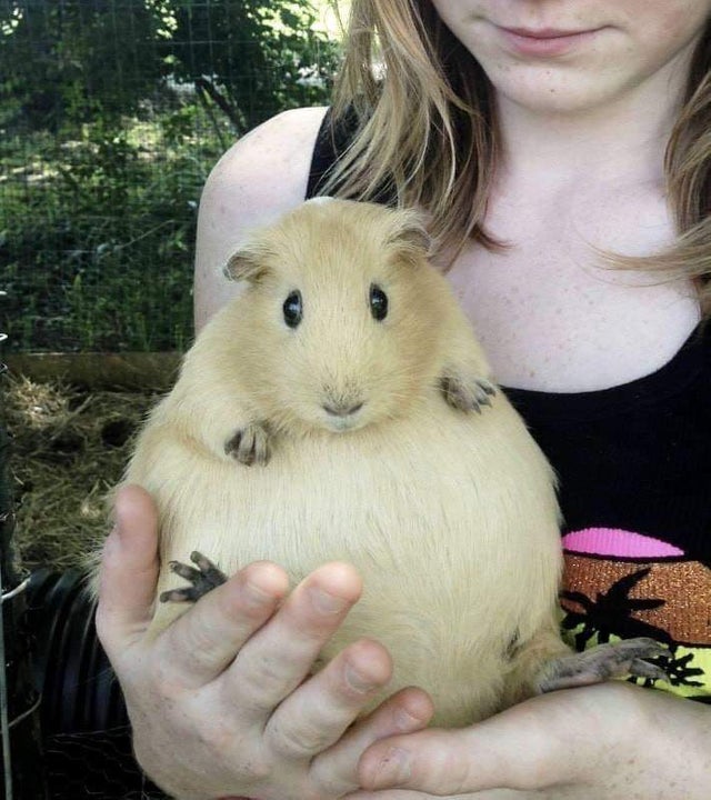 Pregnant guinea pig