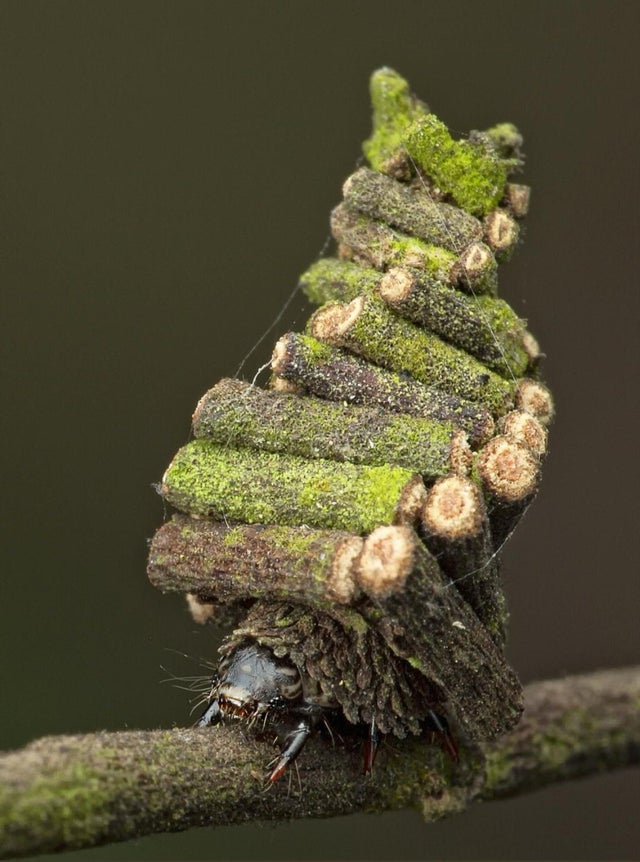 The caterpillars of the Bagworm Moth build their cocoons from sticks, leaves and bark woven with silk.