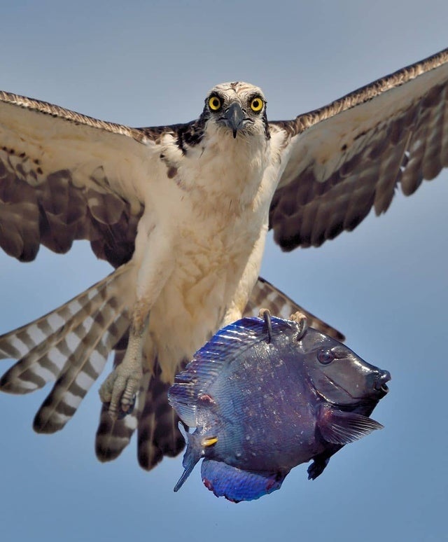 Osprey with a blue tang in it's claws.