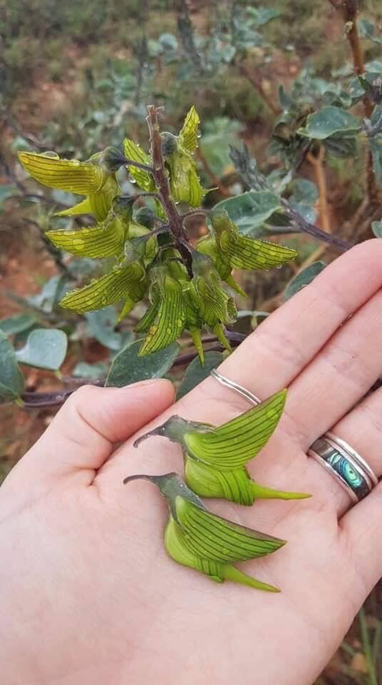 The hummingbird flower