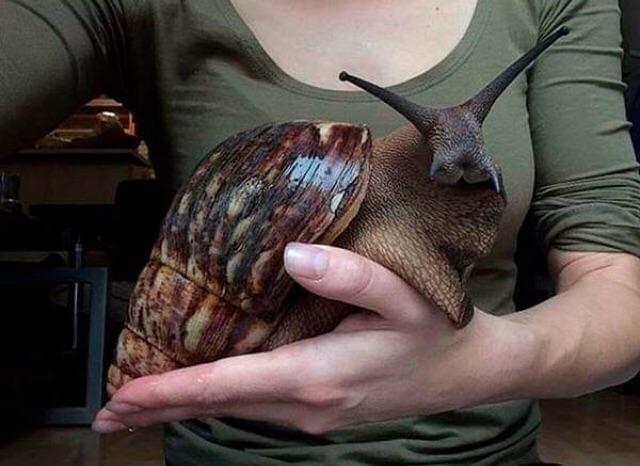 African Land Snail