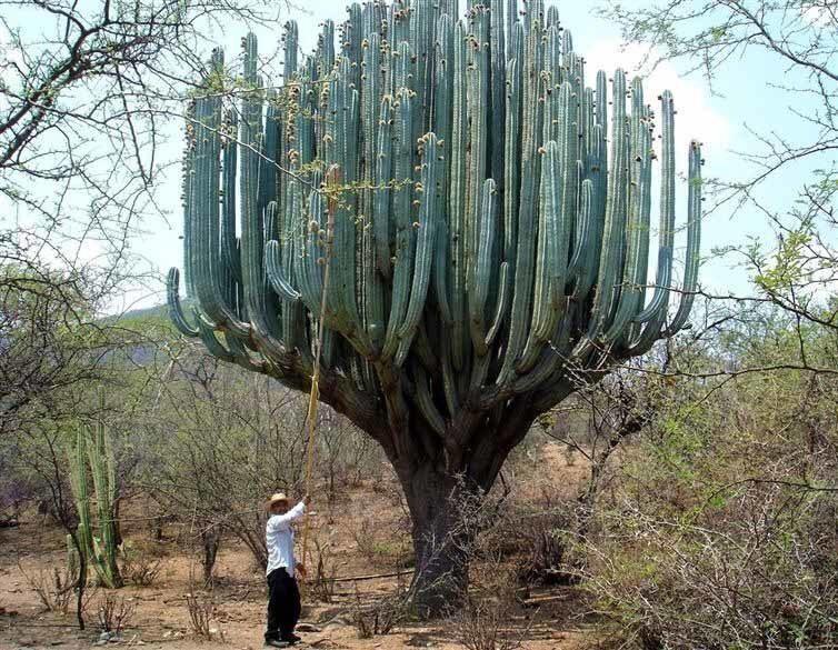 cacti tree