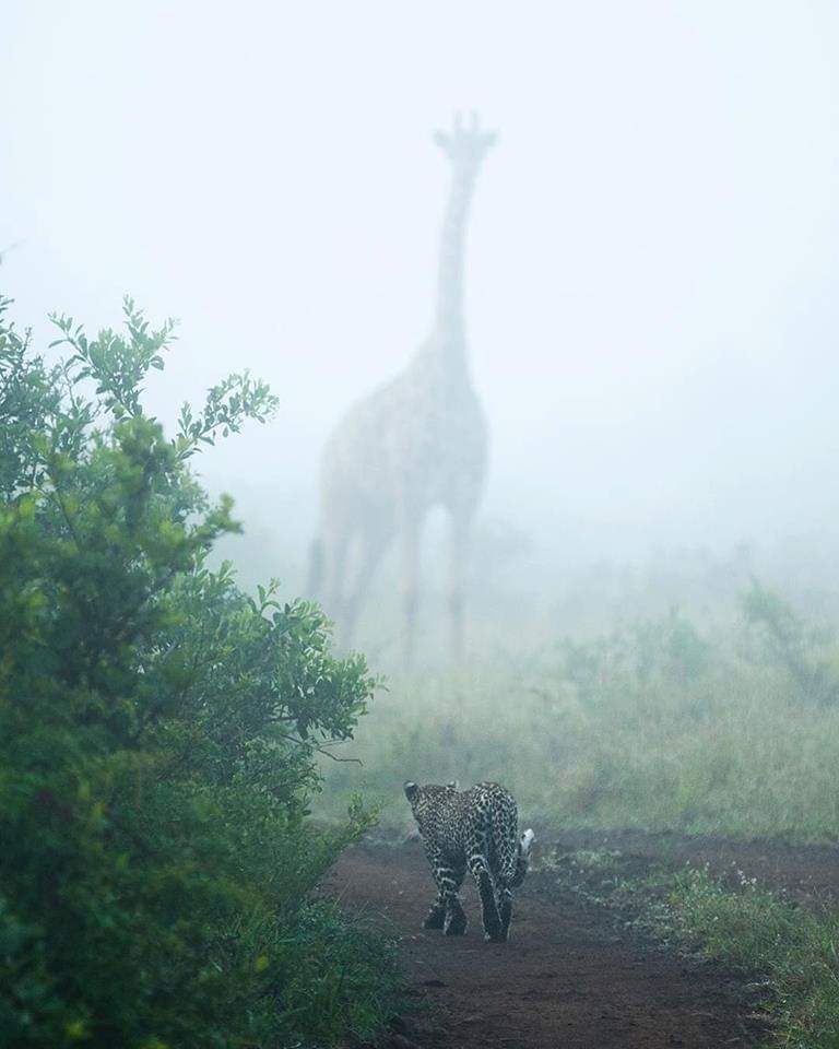 giraffe in the mist