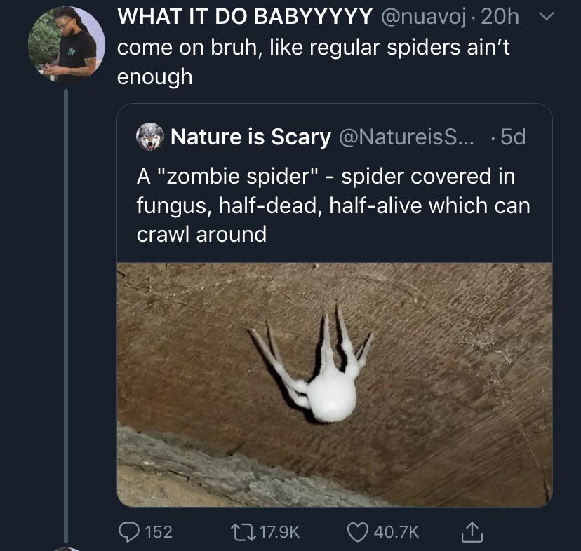 black twitter - What It Do Babyyyyy  come on bruh, regular spiders ain't enough Nature is Scary  A