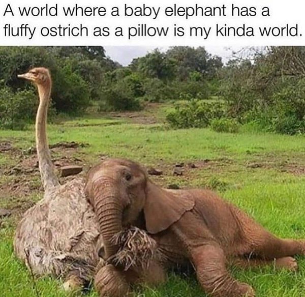 world where a baby elephant - A world where a baby elephant has a fluffy ostrich as a pillow is my kinda world.