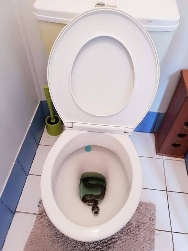 bad day snake toilet