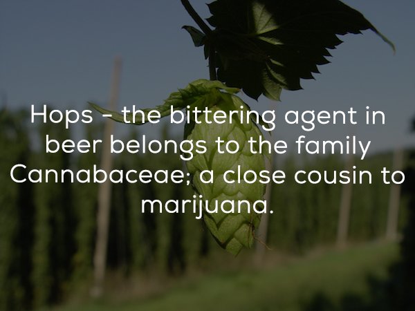 25 Beer facts to get you buzzed.