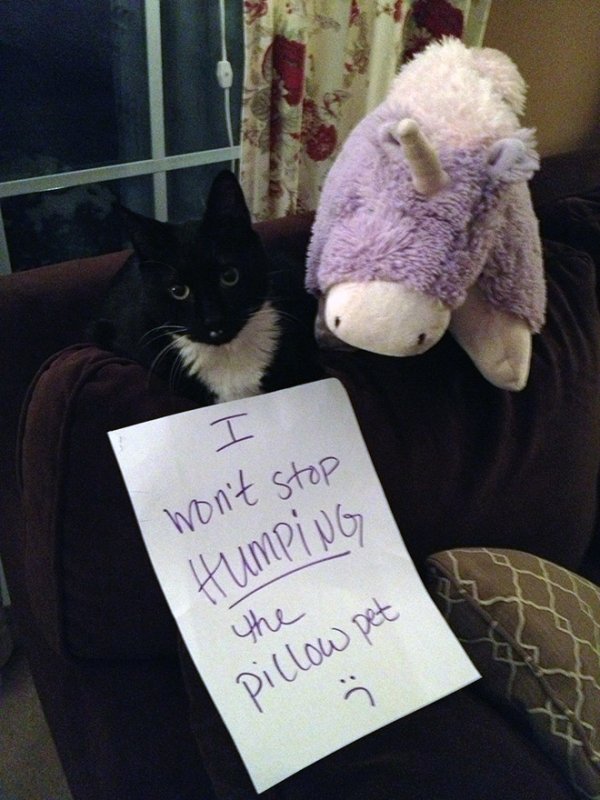 cat shaming memes - won't stop Humping the pillow pet