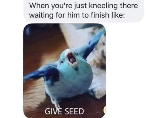 give seed bird meme - When you're just kneeling there waiting for him to finish Give Seed