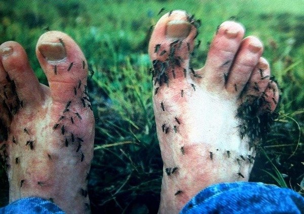 creepy crustiest toes on earth