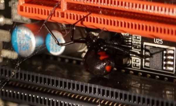 creepy spiders in computer