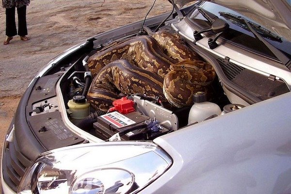 creepy snake inside a car