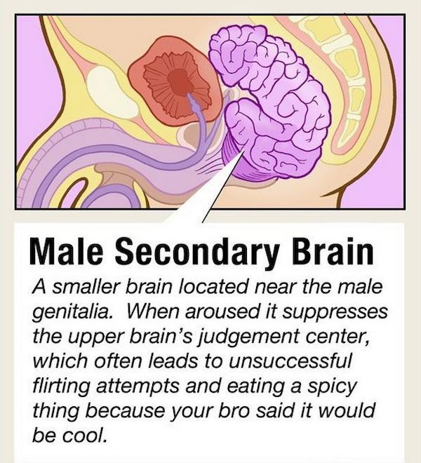 body parts you didn t know you had - Male Secondary Brain A smaller brain located near the male genitalia. When aroused it suppresses the upper brain's judgement center, which often leads to unsuccessful flirting attempts and eating a spicy thing because 