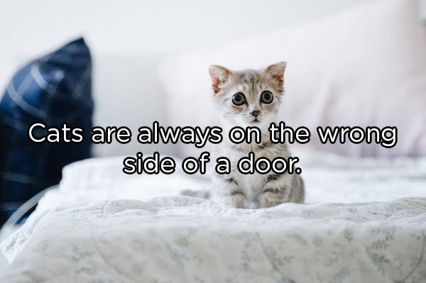 Shower Thoughts - Cats are always on the wrong side of a door.