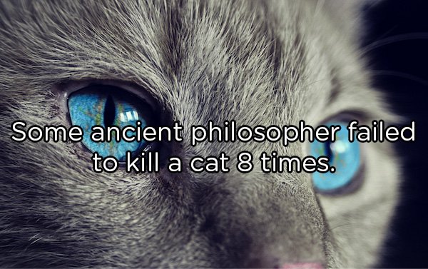 Shower Thoughts - blue cat eyes Some ancient philosopher failed to kill a cat 8 times.