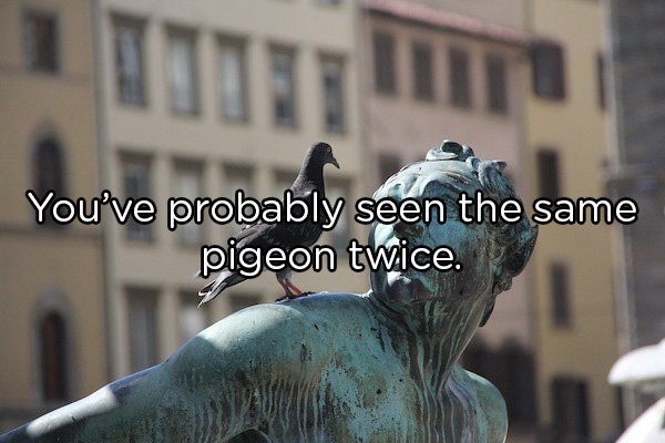 Shower Thoughts - statue and pigeon you've probably seen the same pigeon twice.