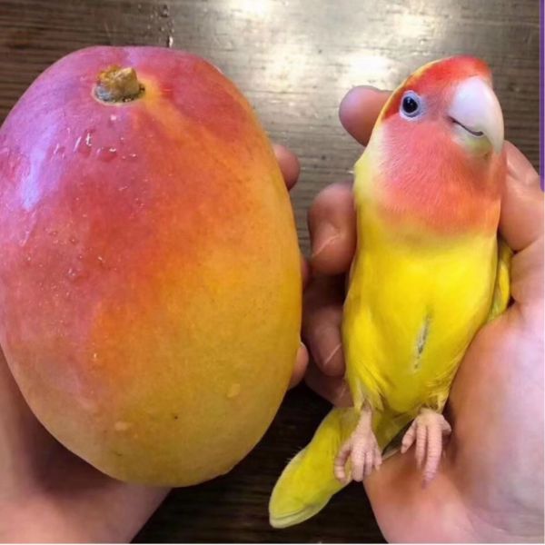 mango bird