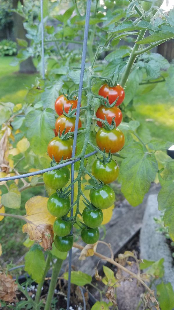 bush tomato