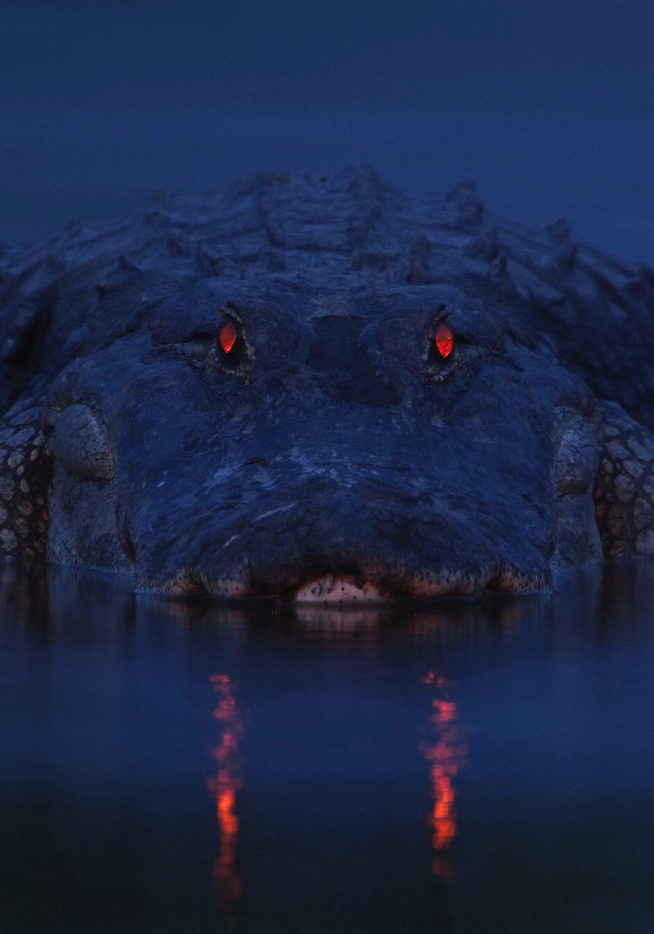 tapetum lucidum alligator