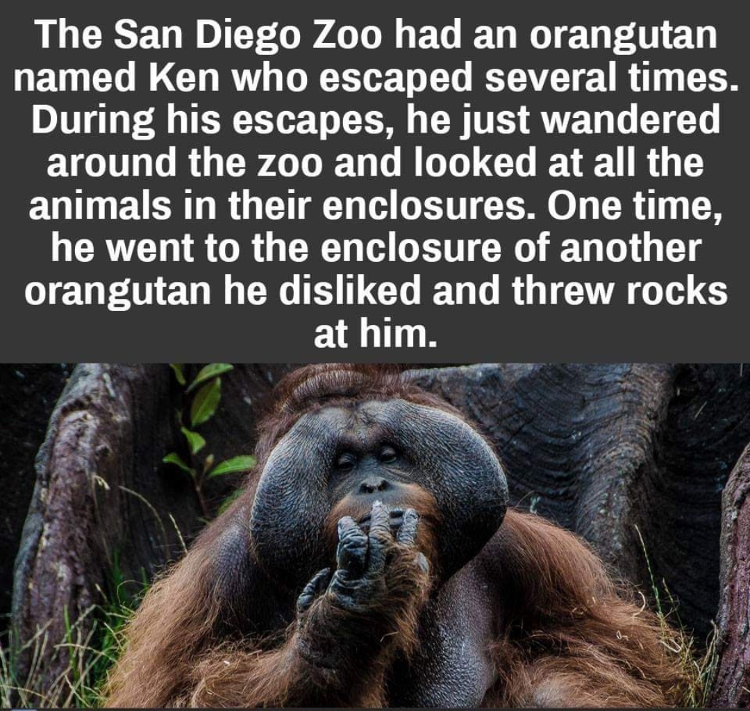photo caption - The San Diego Zoo had an orangutan named Ken who escaped several times. During his escapes, he just wandered around the zoo and looked at all the animals in their enclosures. One time, he went to the enclosure of another orangutan he disd 