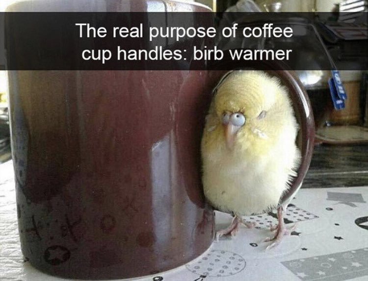 birb in cup - The real purpose of coffee cup handles birb warmer