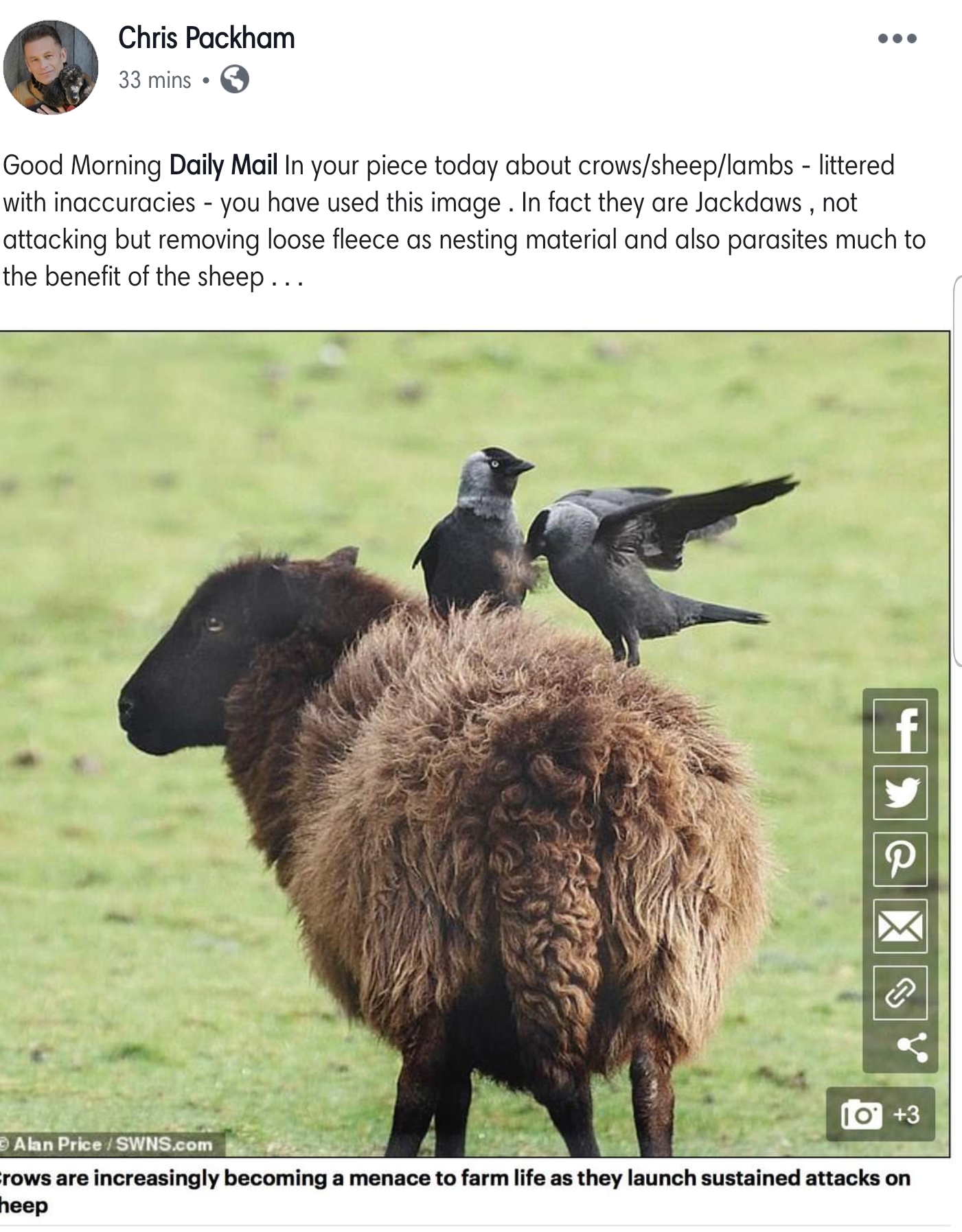 quit your bullshit - . Good Morning Daily Mail In your piece today about crowssheeplambslittered with inaccuracies you have used this image. In fact they are Jackdaws, not attacking but removing loose fleece os nesting material and also parasites