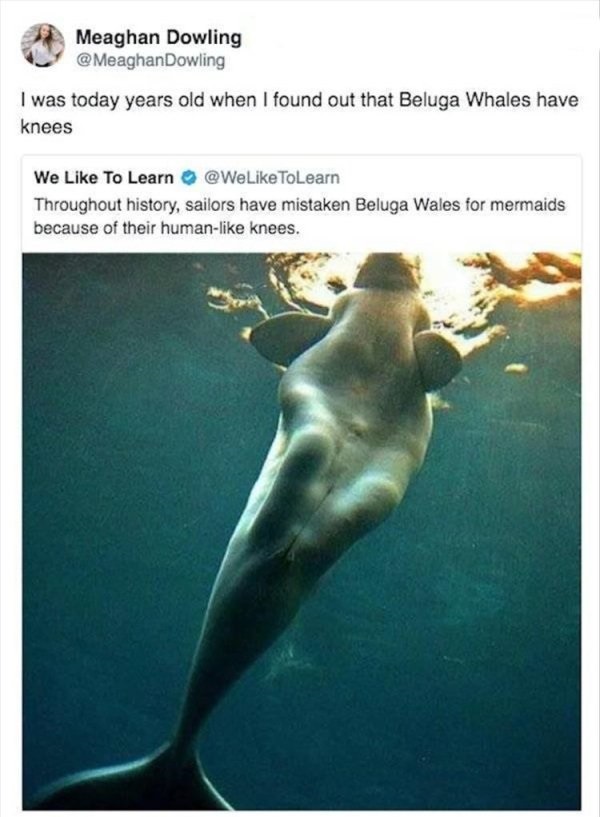 today years old - Meaghan Dowling I was today years old when I found out that Beluga Whales have knees We To Learn Throughout history, sailors have mistaken Beluga Wales for mermaids because of their human knees.